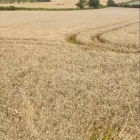 Business 1 image THOROUGH SERVICES GROUP Commercial Cleaning in Hornchurch Gr