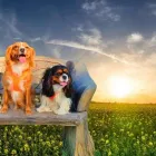 Business 1 image TRAVELLING RUFF Travel Agents & Services in Kingston Upon Thames Su