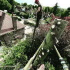 Business 1 image TREE NINJAS Tree Surgeons in Epsom Su