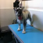 Business 2 image TREMONA GARAGE Garage Services in Southampton Ha