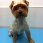 Business 7 image TREMONA GARAGE Garage Services in Southampton Ha