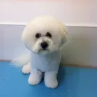 Business 1 image TREMONA GARAGE Garage Services in Southampton Ha