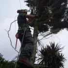 Business 1 image TSL TREE SURGERY LEADERS Tree Services in London Gr