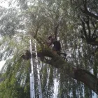 Business 3 image TSL TREE SURGERY LEADERS Tree Services in London Gr