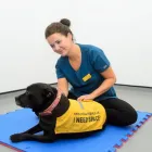 Business 17 image VALLEY VETS, YSTRAD MYNACH Veterinary Services in Ystrad Mynach Mi