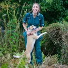 Business 22 image VALLEY VETS, YSTRAD MYNACH Veterinary Services in Ystrad Mynach Mi