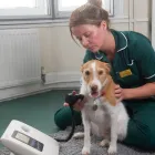 Business 23 image VALLEY VETS, YSTRAD MYNACH Veterinary Services in Ystrad Mynach Mi
