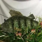 Business 22 image VENDELA ROSE FLORAL DESIGN Shopping & Retail in Reading Be