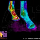 Business 1 image VETERINARY THERMAL IMAGING - EAST MIDLANDS Veterinary Services in Beeston No
