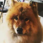 Business 2 image WAGTAILS OF THE WOLDS Pets & Animals in Driffield Ery