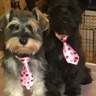 Business 5 image WAGTAILS OF THE WOLDS Pets & Animals in Driffield Ery