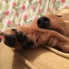 Business 12 image WAGTAILS OF THE WOLDS Pets & Animals in Driffield Ery
