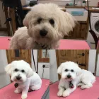 Business 16 image WAGTAILS OF THE WOLDS Pets & Animals in Driffield Ery