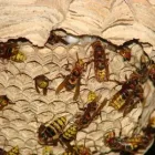 Business 2 image WASP NEST REMOVAL BROMLEY Pest & Animal Control in Croydon Gr
