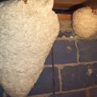 Business 4 image WASP NEST REMOVAL BROMLEY Pest & Animal Control in Croydon Gr