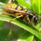 Business 6 image WASP NEST REMOVAL BROMLEY Pest & Animal Control in Croydon Gr