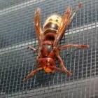 Business 7 image WASP NEST REMOVAL BROMLEY Pest & Animal Control in Croydon Gr