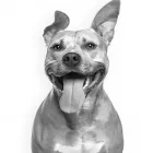 Business 1 image WEBMESTRY LTD Web Design in Manchester Gr
