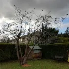 Business 8 image WEBSTER GARDENING LTD Tree Services in Midsomer Norton So