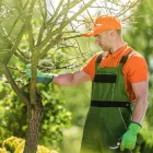 Business 1 image WIGAN TREE SERVICES Tree Services in Manchester Gr