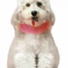Business 1 image WINDSOR VETERINARY SURGERY Vets in Liverpool Me