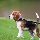 Business 2 image WOODLEY PETS LTD Pets & Animals in Reading Be