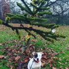 Business 1 image WOOF PACK DERBY Pets & Animals in Derby De