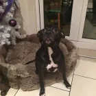 Business 2 image WOOF PACK DERBY Pets & Animals in Derby De