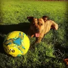 Business 4 image WOOF PACK DERBY Pets & Animals in Derby De