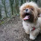 Business 6 image WOOF PACK DERBY Pets & Animals in Derby De