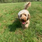 Business 4 image WOOFS OF WINDSOR DOG WALKING Pets & Animals in Windsor Be