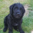 Business 5 image WOOFS OF WINDSOR DOG WALKING Pets & Animals in Windsor Be