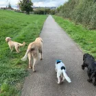 Business 6 image WOOFS OF WINDSOR DOG WALKING Pets & Animals in Windsor Be