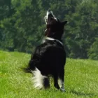 Business 7 image WOOFS OF WINDSOR DOG WALKING Pets & Animals in Windsor Be