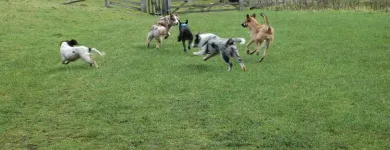 Business 2 image ANIMAL-TRAILZ Pets & Animals in Halesowen We