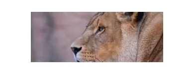 Business 2 image DAVID DODGE PHOTOGRAPHY Wedding Services in London Gr