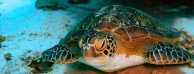 Business 8 image DONNA MEREDITH - TRAVEL COUNSELLORS Travel Agents in Banbury Ox