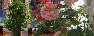 Business 2 image FEARNDEAN Residential, Retirement & Care Homes in Glasgow La