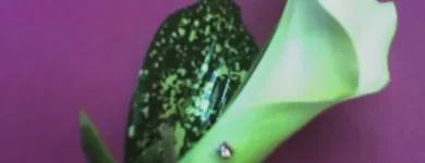 Business 5 image GARETH'S FLORIST Florists in Blackburn La