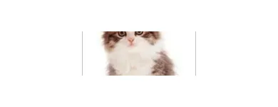 Business 7 image GODDARD VETERINARY GROUP Vets in Pinner Mi