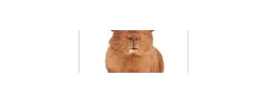 Business 1 image GODDARD VETERINARY GROUP Vets in Pinner Mi