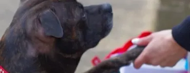 Business 4 image KIRSTY'S PAWS Pets & Animals in Bournemouth Do