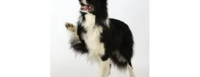 Business 9 image MUTTLEY'S DOG SUPPLIES & CLASSES Dog Training in Epsom Su