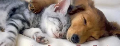 Business 2 image PET KINGS SUPPLY Pets & Animals in Aberdeen Ab