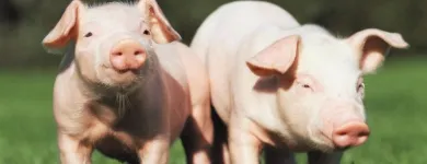 Business 5 image THOROUGH SERVICES GROUP Commercial Cleaning in Hornchurch Gr