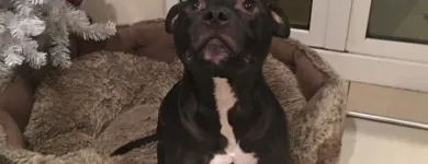 Business 2 image WOOF PACK DERBY Pets & Animals in Derby De