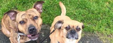 Business 5 image WOOF PACK DERBY Pets & Animals in Derby De