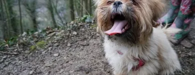 Business 6 image WOOF PACK DERBY Pets & Animals in Derby De