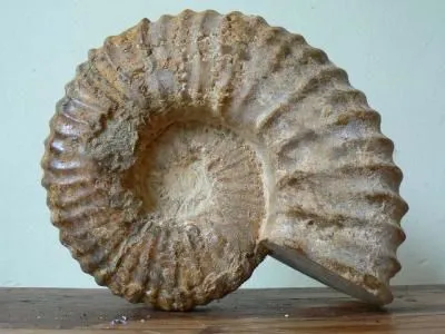 Business 6 image RUBY MOON