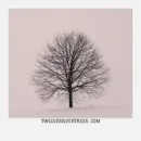 TWELVE SILVER TREES Shopping & Retail in Leicester Le